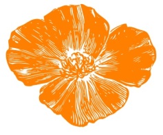 orange-poppy